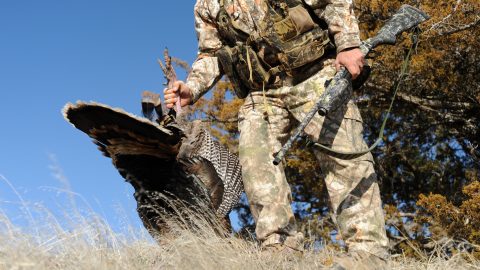 A successful hunter clad in camo with shotgun in had picks up a shot turkey