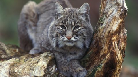 A bobcat sits on a stump