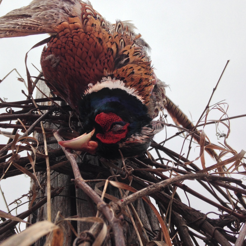 Pheasant Hunting