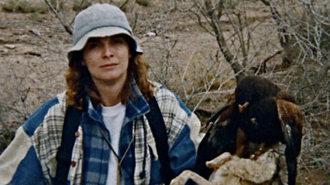 falconry_banner falconry