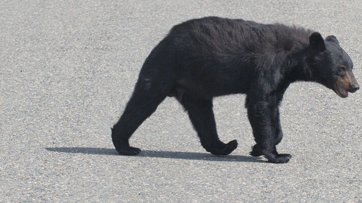 P1_black_bear_road-car