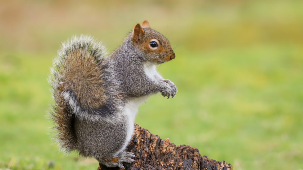 Grey squirrel (sciurus carolinensis) standing up on a tree stump