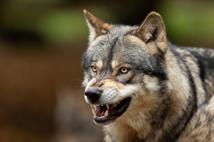 Grey wolf angry in the forest