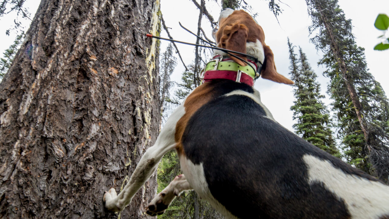 a treeing walker hound has a black bear bayed up in a tree in Idaho
