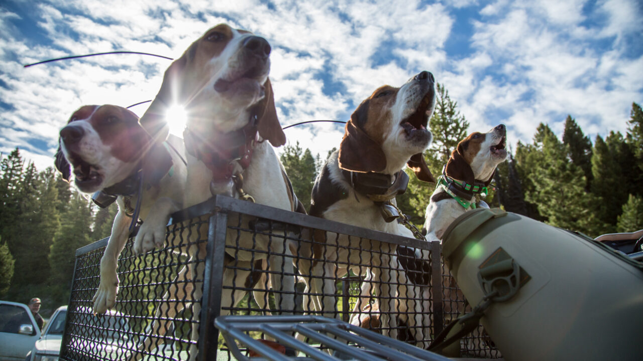 A pack of hounds on the truck ready to hunt bears and mountain lions