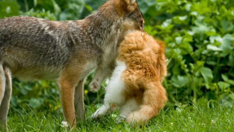 A suburban coyote with a pet cat in its mouth.