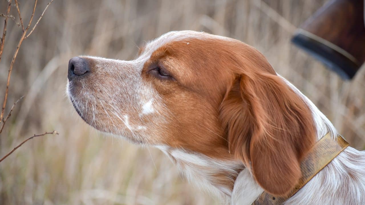 A brittany spaniel sniffs the outdoor air while hunting