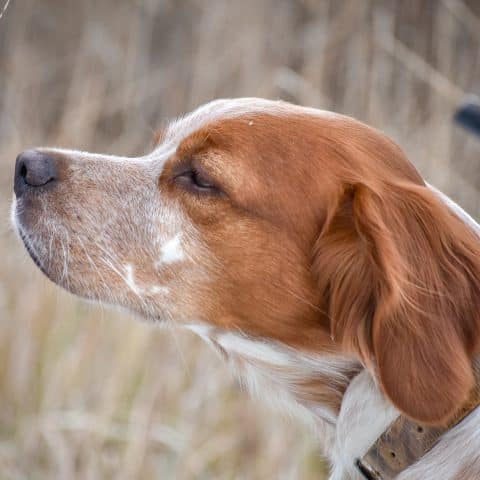 A brittany spaniel sniffs the outdoor air while hunting