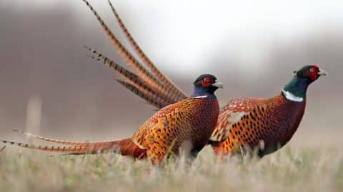 Pheasant roosters in a field