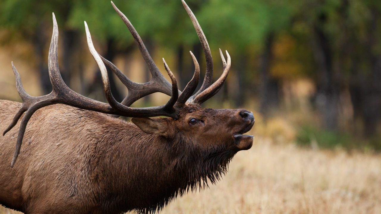 bull elk bugling