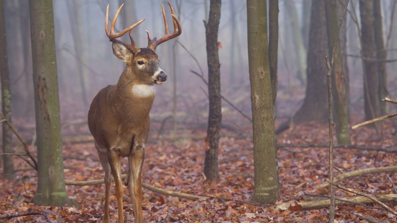whitetail deer in autumn woods.