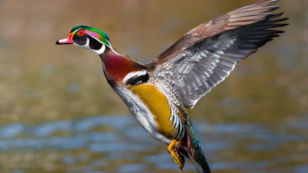 wood duck takes flight