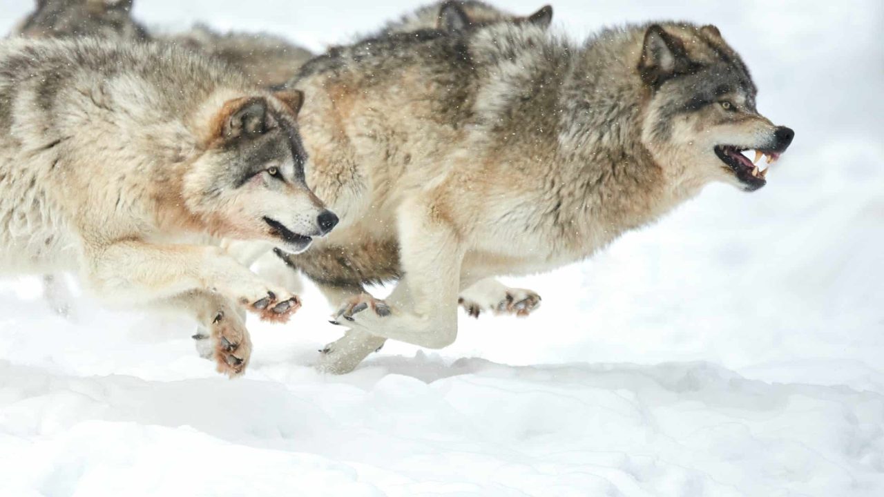 wolf pack on the hunt in snow