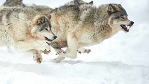 wolf pack on the hunt in snow