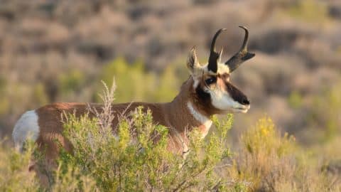 antelope side USFWS