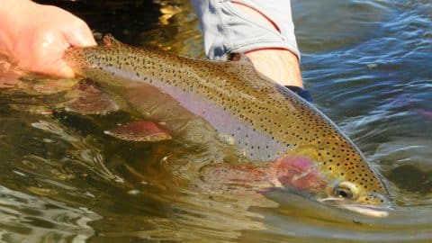 fish trout release USFWS