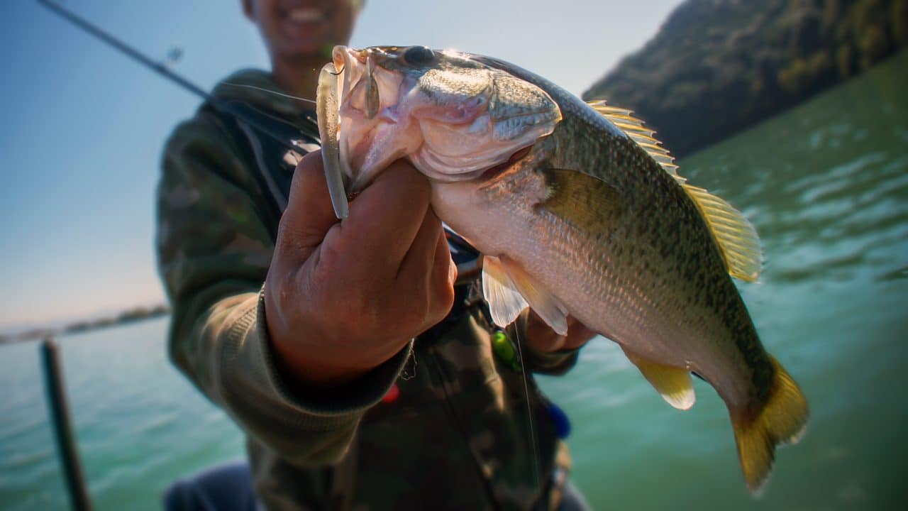 Largemouth bass in the hand of a fisherman