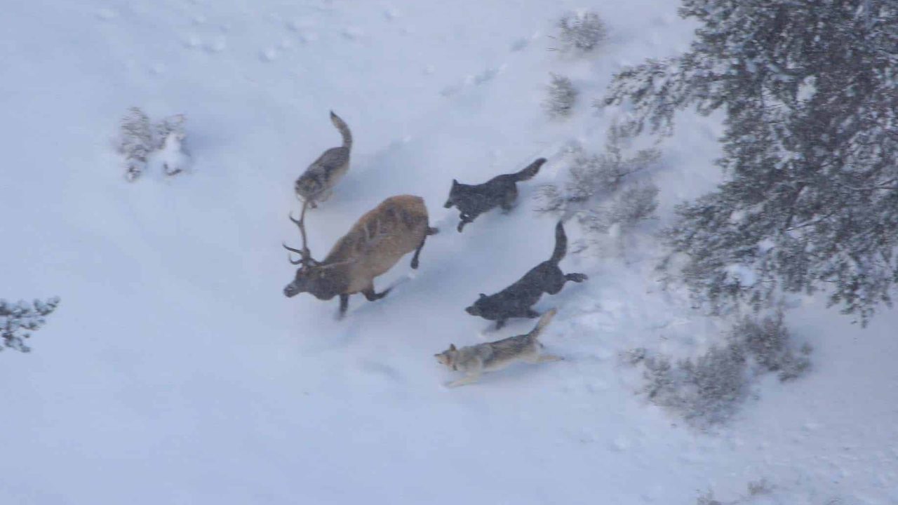 Druid wolf pack chasing bull elk; Doug Smith; NPS