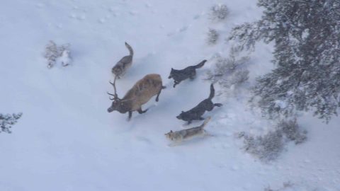 Druid wolf pack chasing bull elk; Doug Smith; NPS