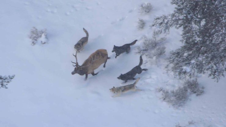 Druid wolf pack chasing bull elk; Doug Smith; NPS