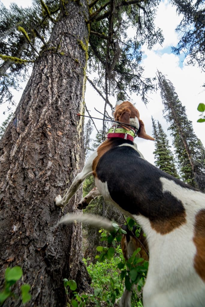 A treeing walker hound bays a black bear in a tree in Idaho