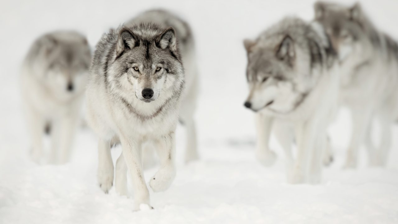 wolf pack on the hunt in snow