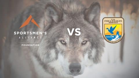 SAF vs FWS wolf case