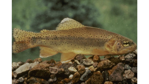 apache trout