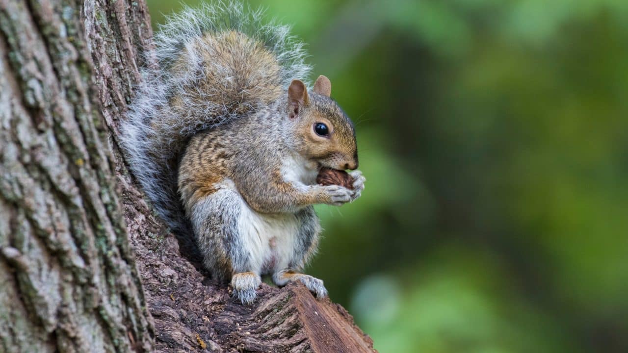 eastern gray squirrel (Sciurus carolinensis)