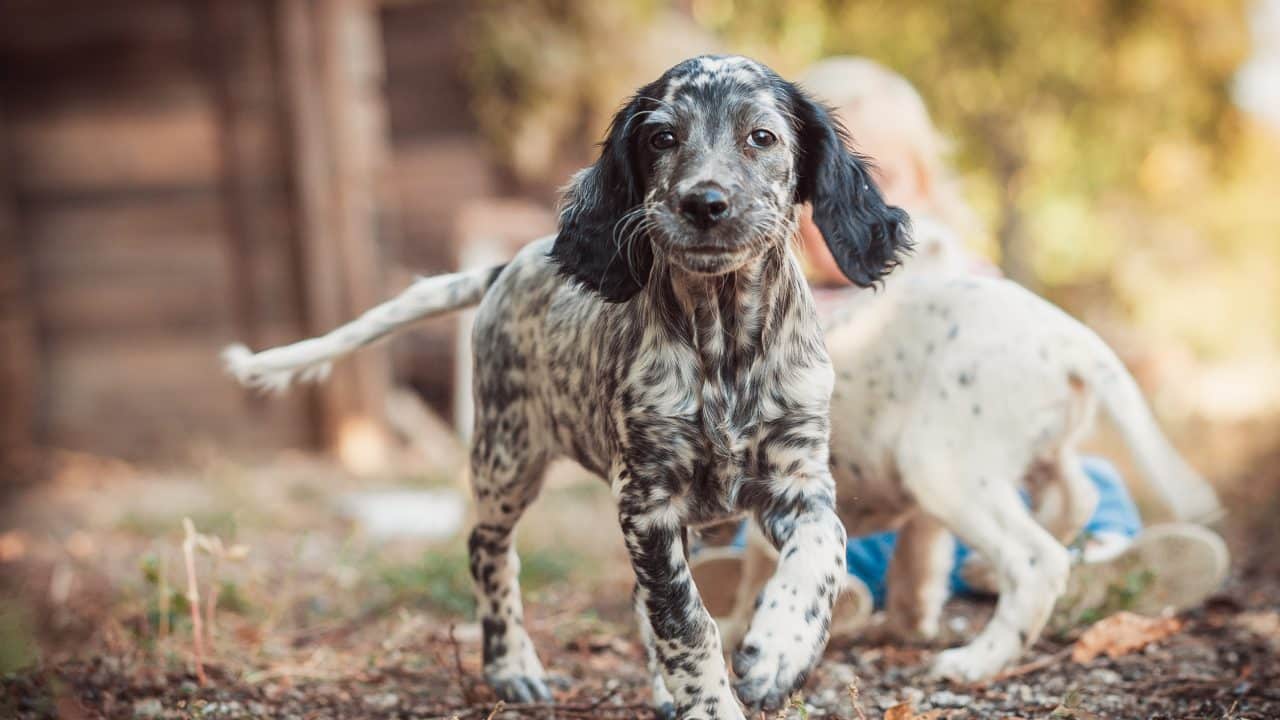 English setter puppy