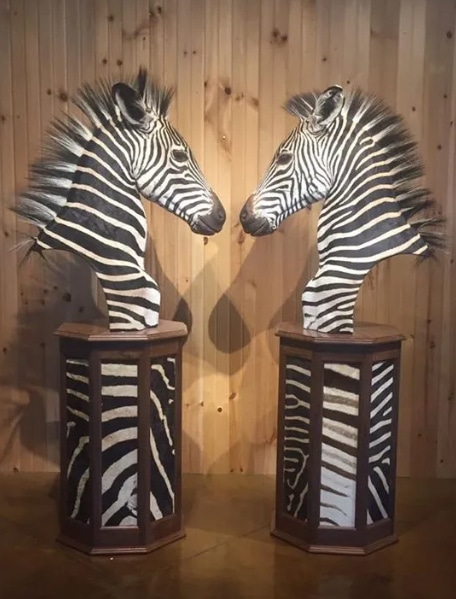 trophy zebras CET