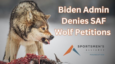 Biden Admin Denies Wolf Petitions