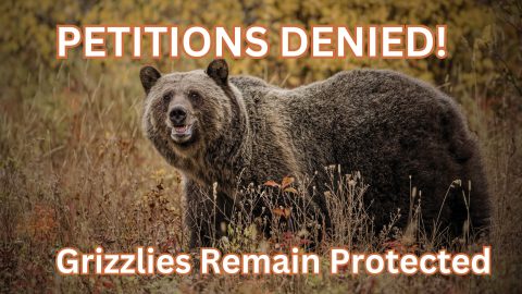 Grizzly petitions denied