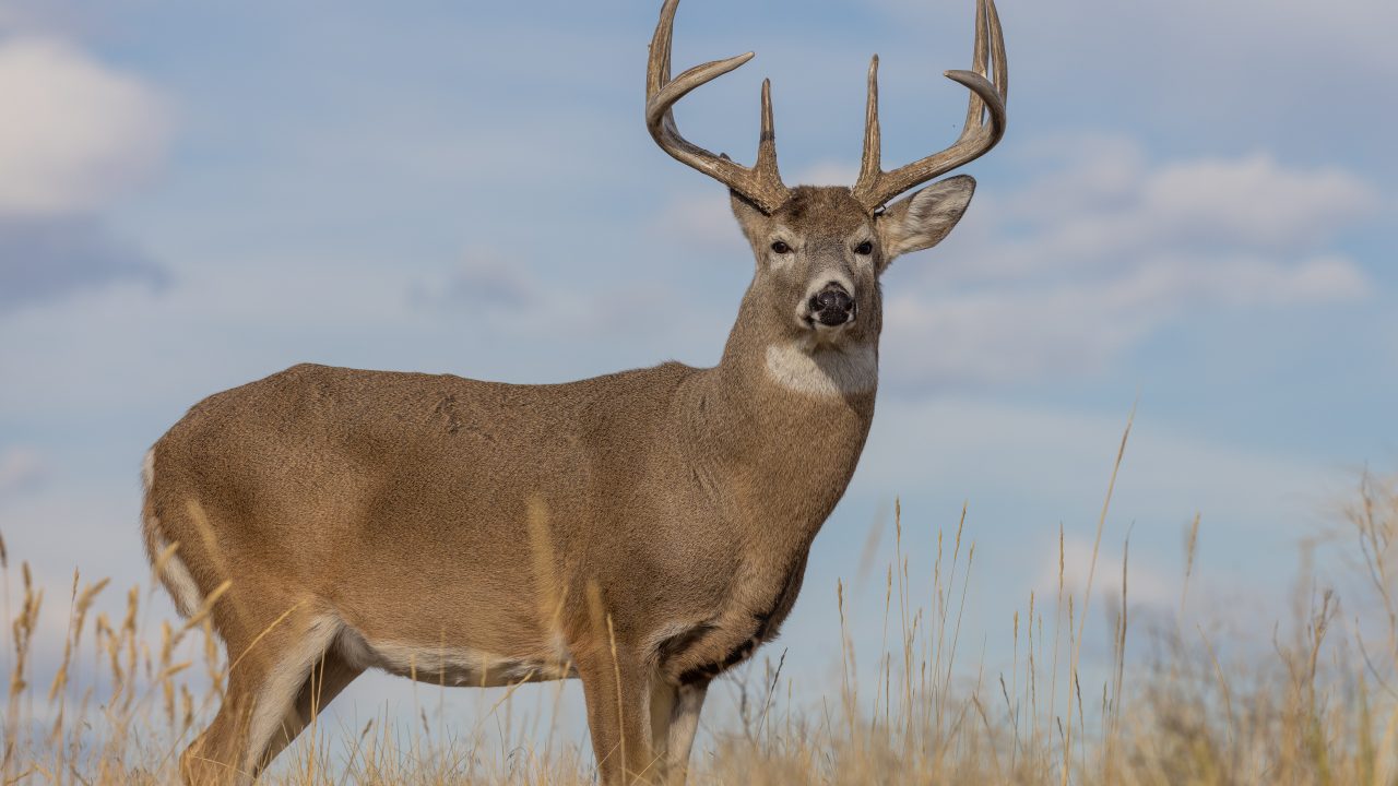 whitetail deer