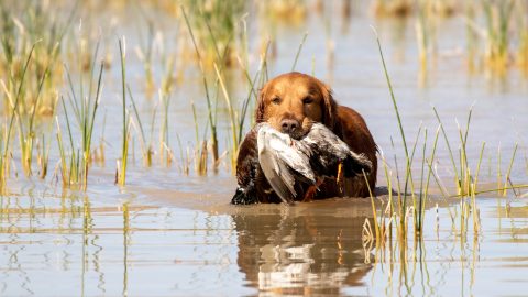 Golden Retriever in the water with a duck