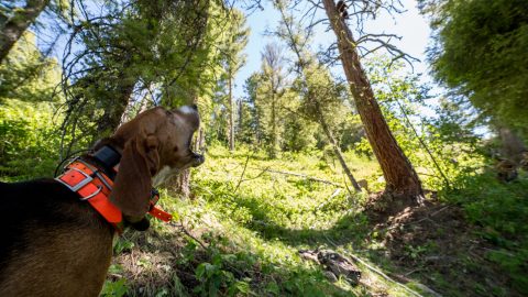 hunting hound with bear treed