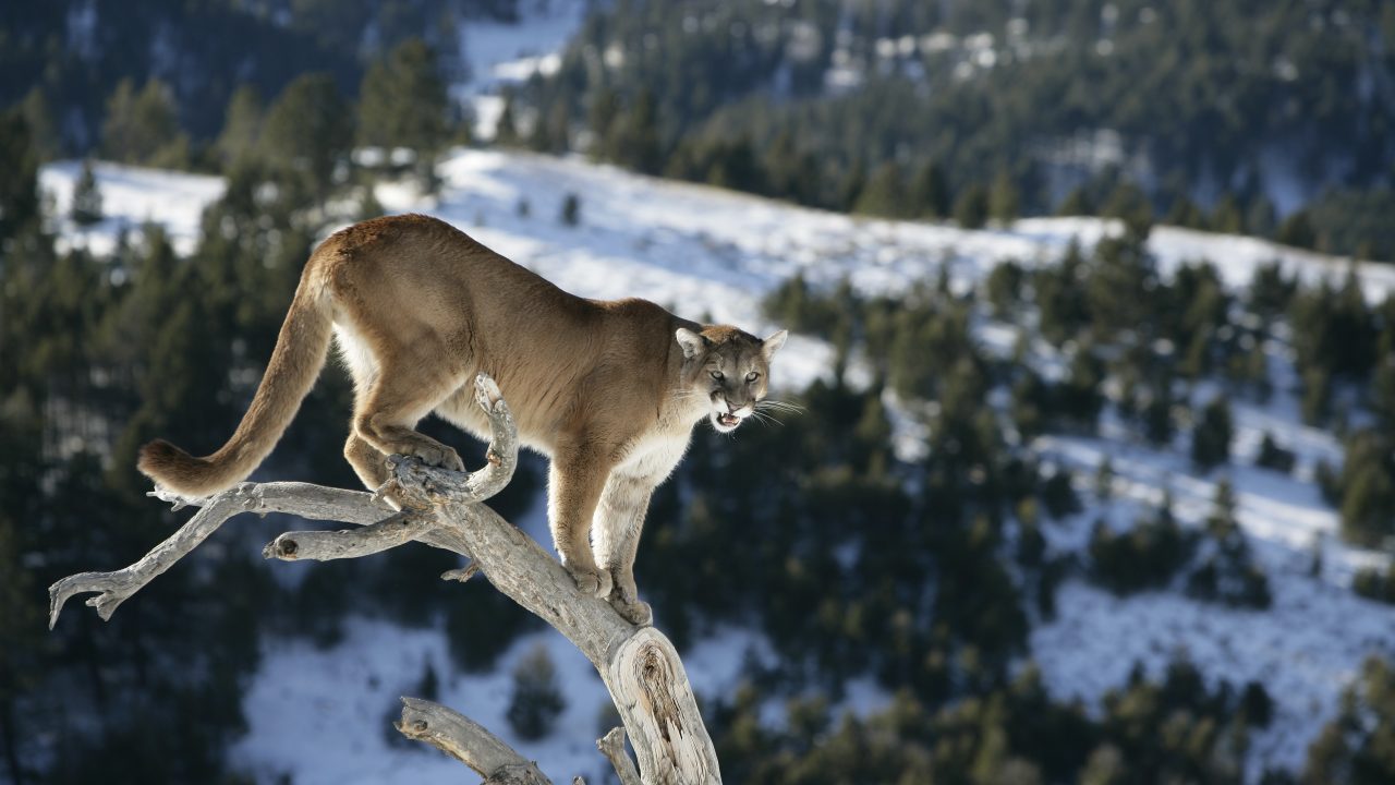 Mountain Lion on Dead Tree Snag