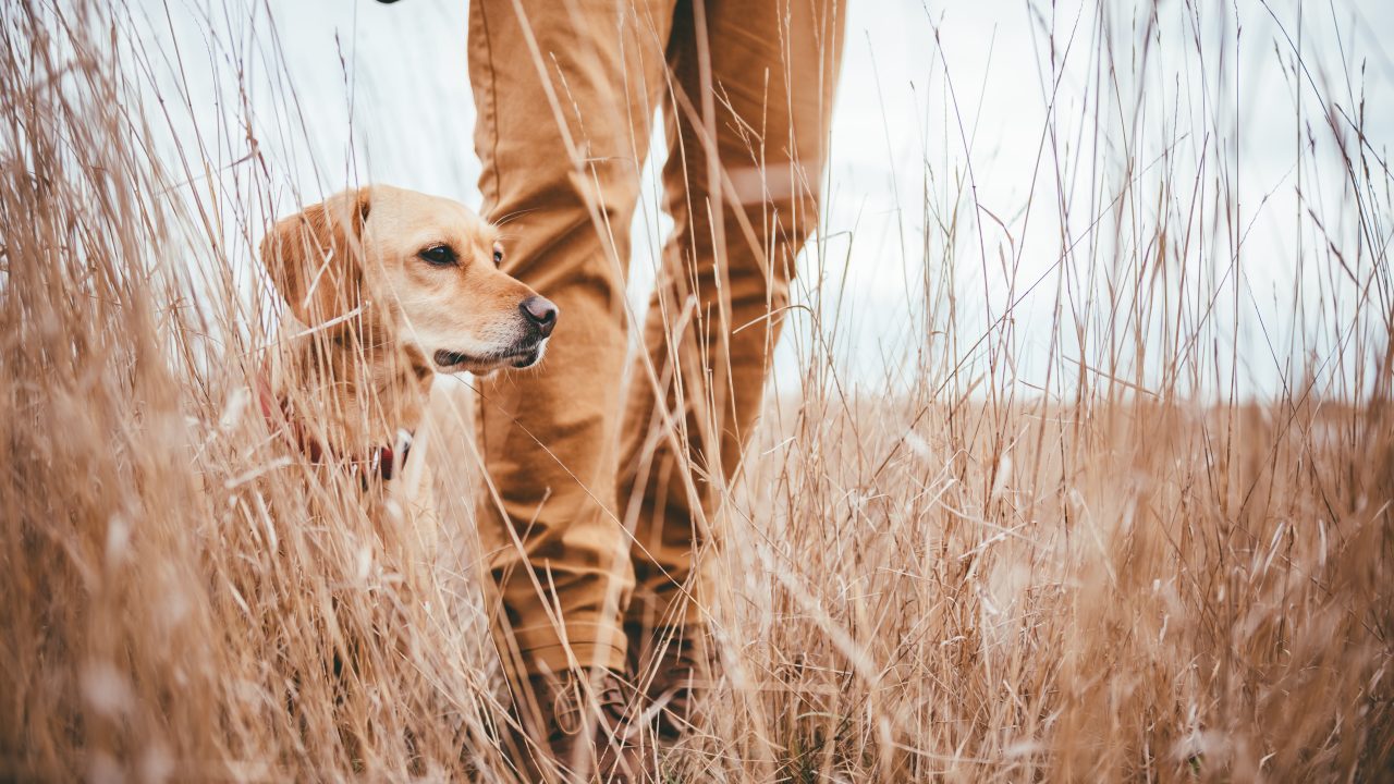 Hunter and yellow Labrador retriever in grassland