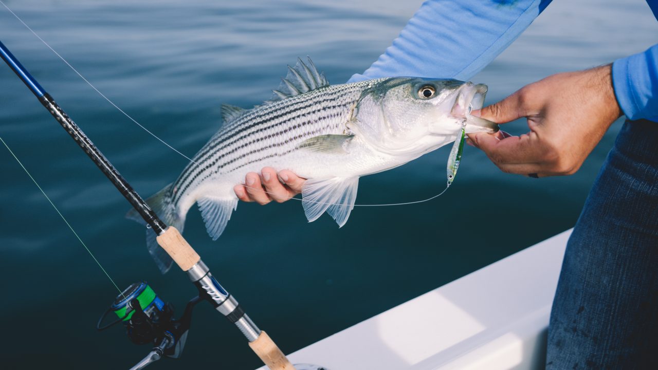 man striper fishings surf casting using a jig from a boat