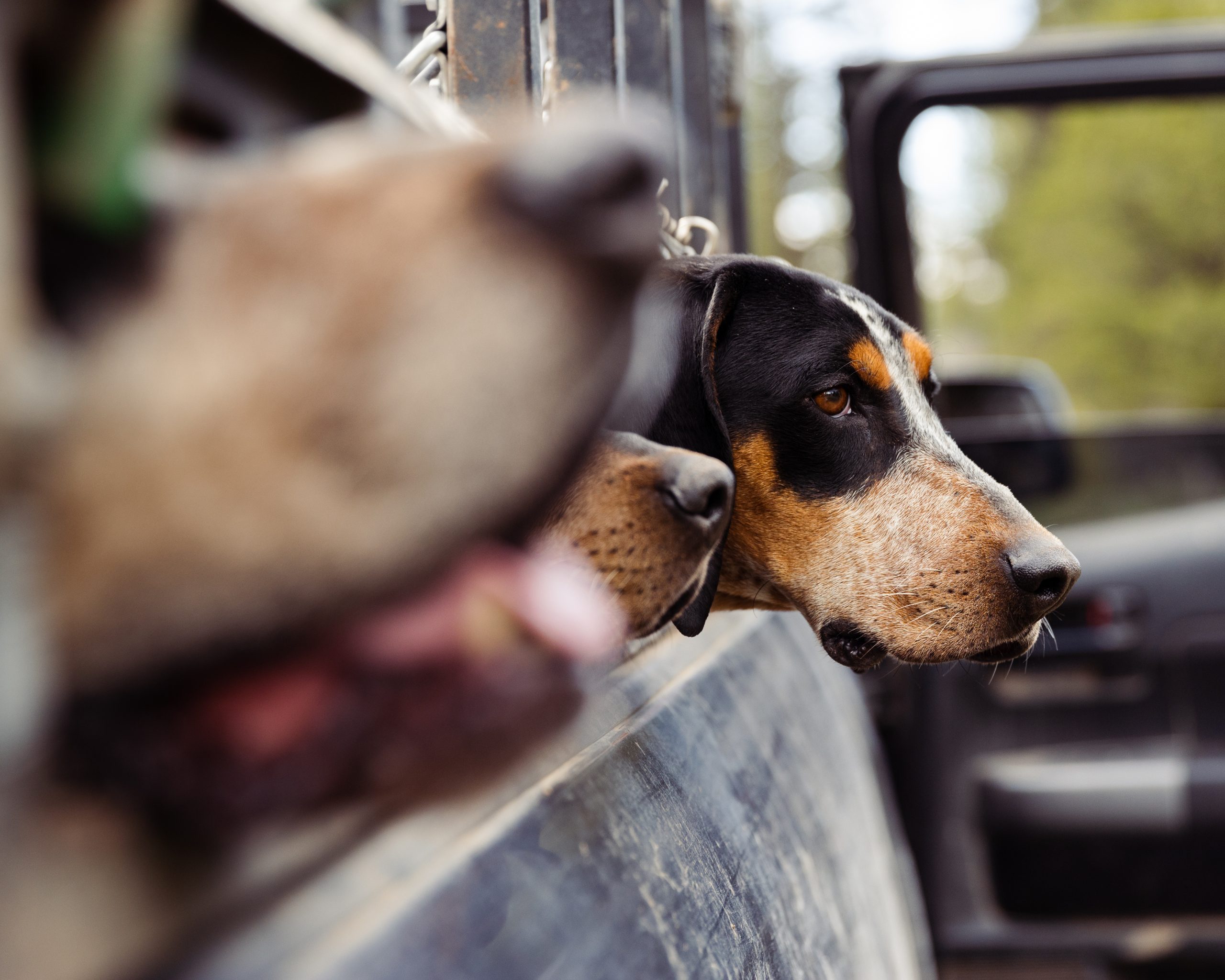 ARB The Best 　 POWER UP! HOUND DOG ARB The Best POWER UP! HOUND DOG Toyota Land Cruiser 250 Gets