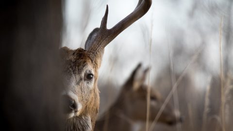 whitetail buck looking at camera and partially hiding behind a tree with a doe in the background