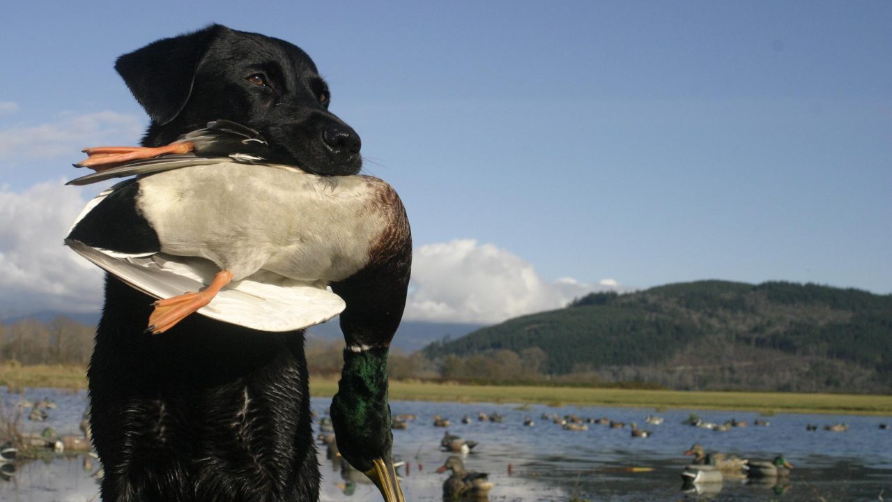 Black Labrador retriever with mallard duck and spread of decoys in background