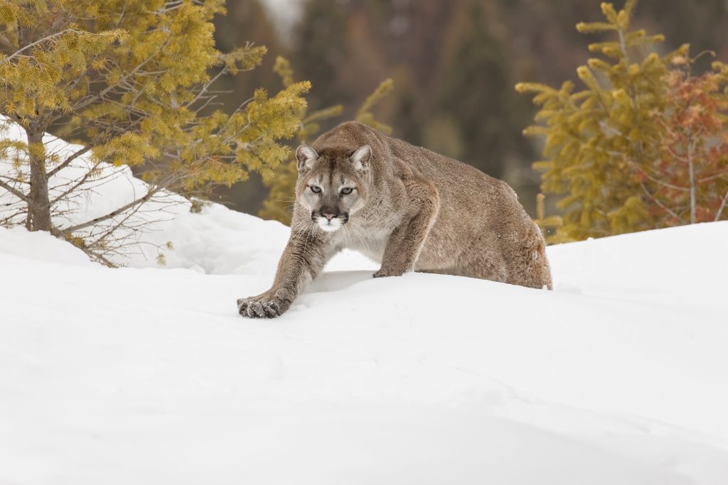 Mountain lion or cougar in winter snow in Montana.