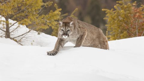 Mountain lion or cougar in winter snow in Montana.