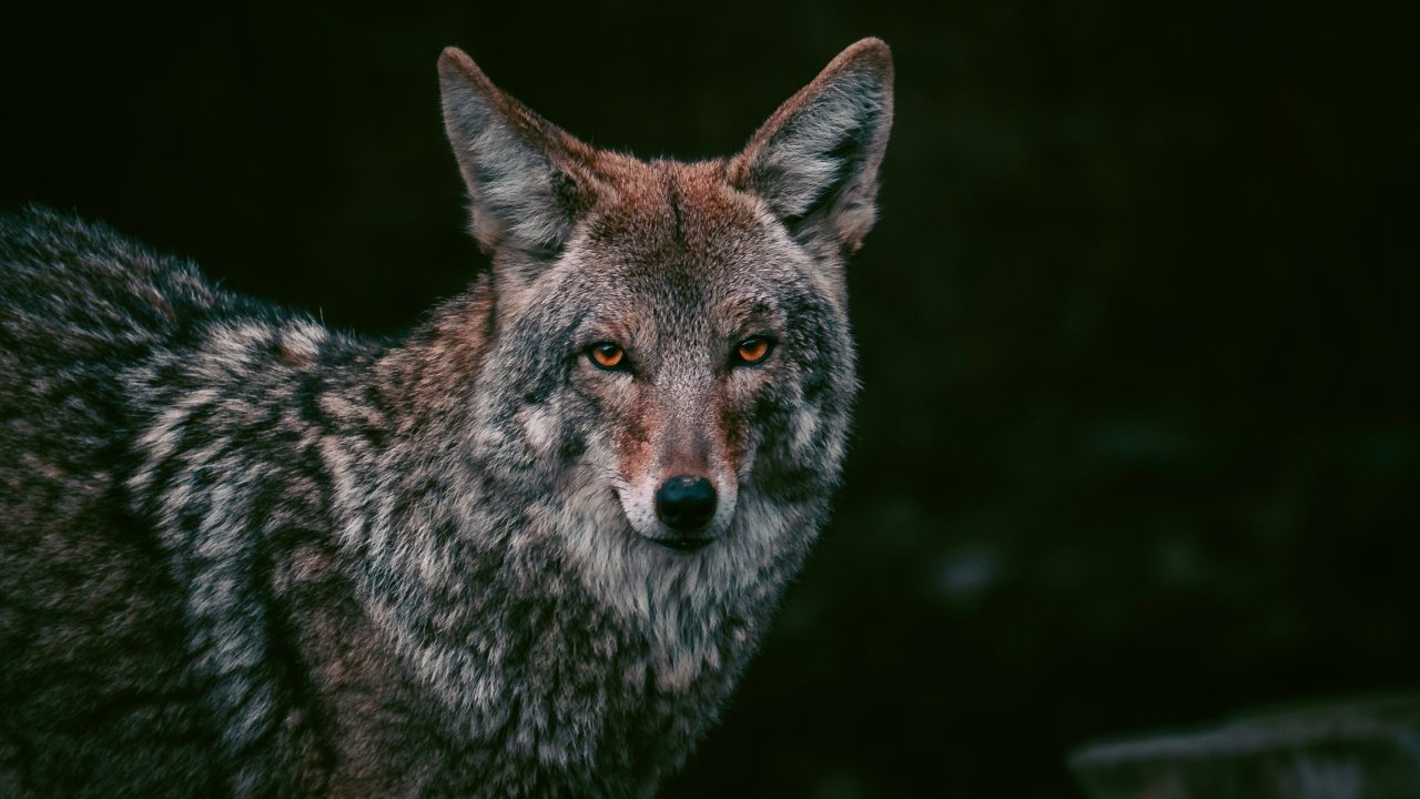 Portrait of coyote staring with orange eyes