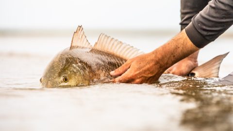 Redfish caught fishing in the river delta in Louisiana