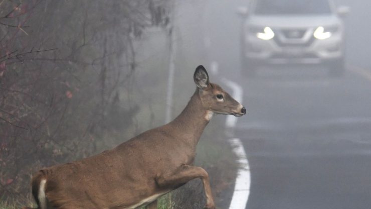 Costs of Losing Hunting and Trapping Literature Review