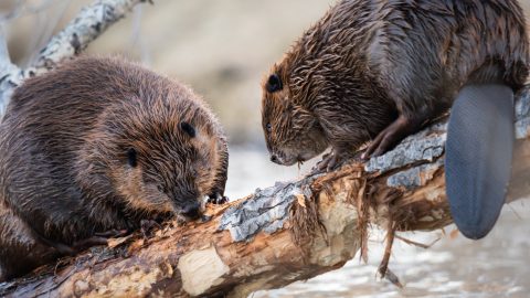 Two beavers in the wilderness balancing on a fallen tree that has been chewed