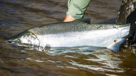 Silver salmon caught on a fly being released in order to spawn