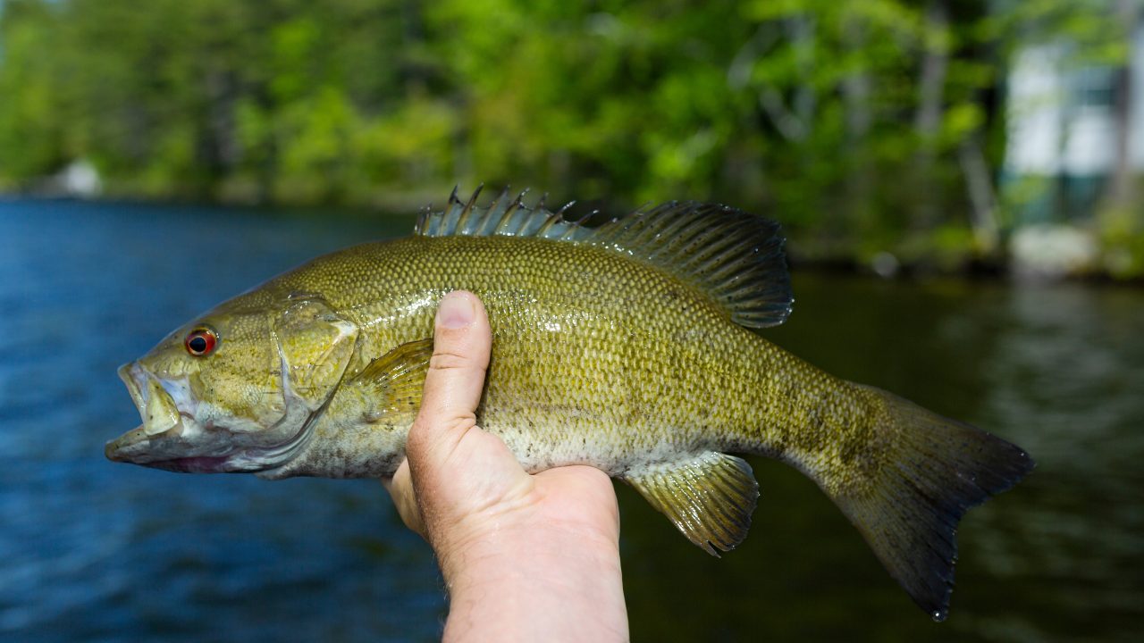 Fisherman holding smallmouth bass catch on boat Summer vacation fishing